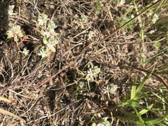 Polygonum polygaloides