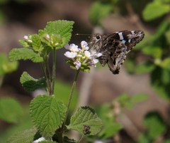 Codatractus arizonensis
