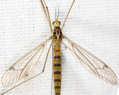 Nephrotoma virescens