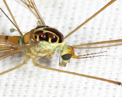 Nephrotoma virescens