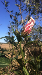 Hibiscus heterophyllus