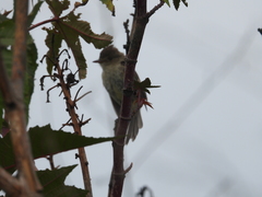 Empidonax albigularis