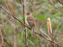 Empidonax albigularis