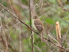 Empidonax albigularis