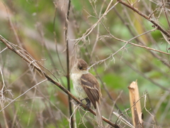 Empidonax albigularis