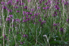 Pedicularis crenulata