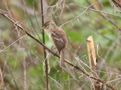 Empidonax albigularis