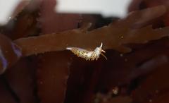 Diaphoreolis lagunae