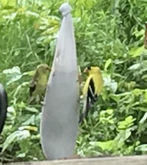 Spinus tristis