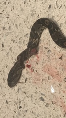 Trimorphodon quadruplex