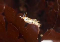 Diaphoreolis lagunae