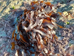 Pachymenia