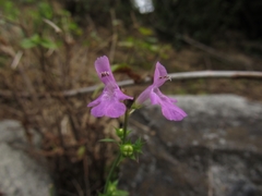 Stachys tenerrima