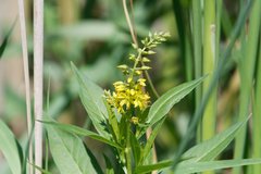 Lysimachia × commixta