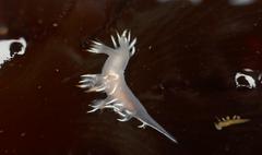 Dendronotus albus image