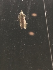 Aphomia sociella