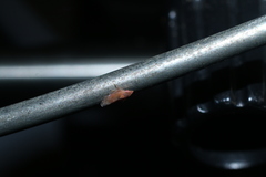 Scaphytopius rubellus