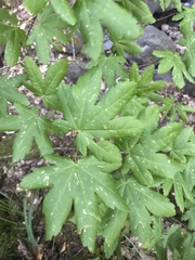Acer circinatum