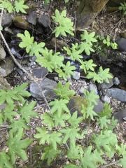 Acer circinatum