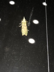 Aphomia sociella