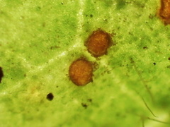 Coleosporium elephantopodis