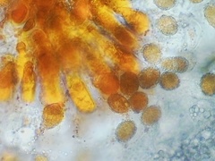 Coleosporium elephantopodis