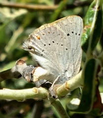 Satyrium sylvinus dryope