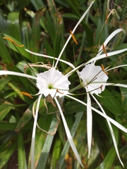 Hymenocallis littoralis