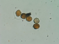 Coleosporium elephantopodis