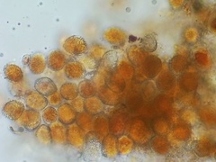 Coleosporium elephantopodis