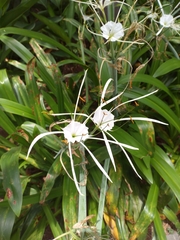 Hymenocallis littoralis
