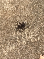Hadronyche adelaidensis