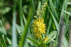 Lysimachia × commixta