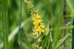Lysimachia × commixta