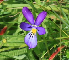 Viola lutea