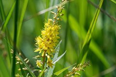 Lysimachia × commixta