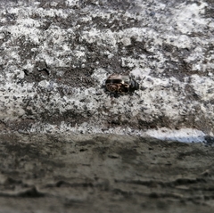 Calligrapha marginipennis