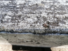 Calligrapha marginipennis