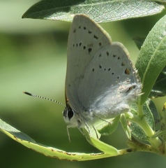 Satyrium sylvinus dryope