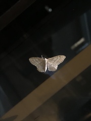 Idaea aversata
