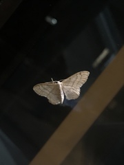 Idaea aversata