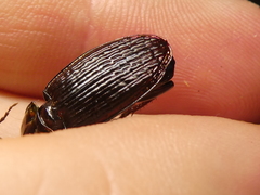 Zeopoecilus caperatus