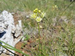 Toxicoscordion paniculatum