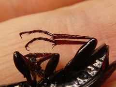 Zeopoecilus caperatus