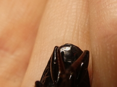 Zeopoecilus caperatus