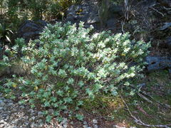Veronica albicans