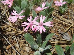 Silene hookeri
