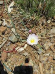 Lewisia oppositifolia