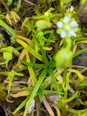 Sagina saginoides