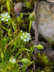 Sagina saginoides